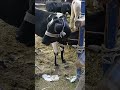 سبحان الله عجل ياكل برسيم