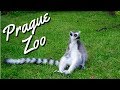 Prague Zoo | Zoo Praha  - Best of Europe