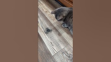 Cat playing with fidget spinner