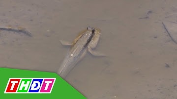 Cà Mau: Săn cá thòi lòi dưới tán rừng ngập mặn | THDT