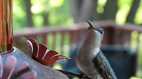 Ruby Throated Hummingbird Flying and Drinking in Slow Motion. Shot with the NikonP900