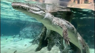 Aquatis Lausanne 2023