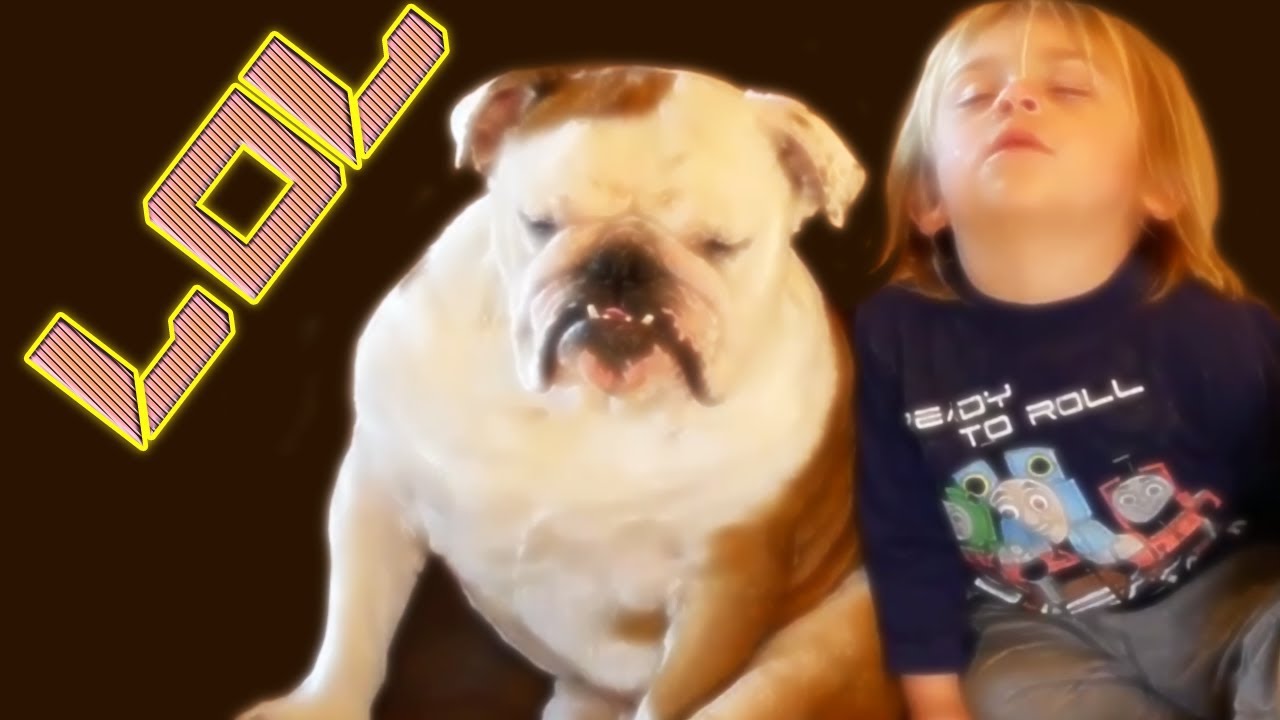 Ryder and Bulldog falling asleep watching TV - YouTube