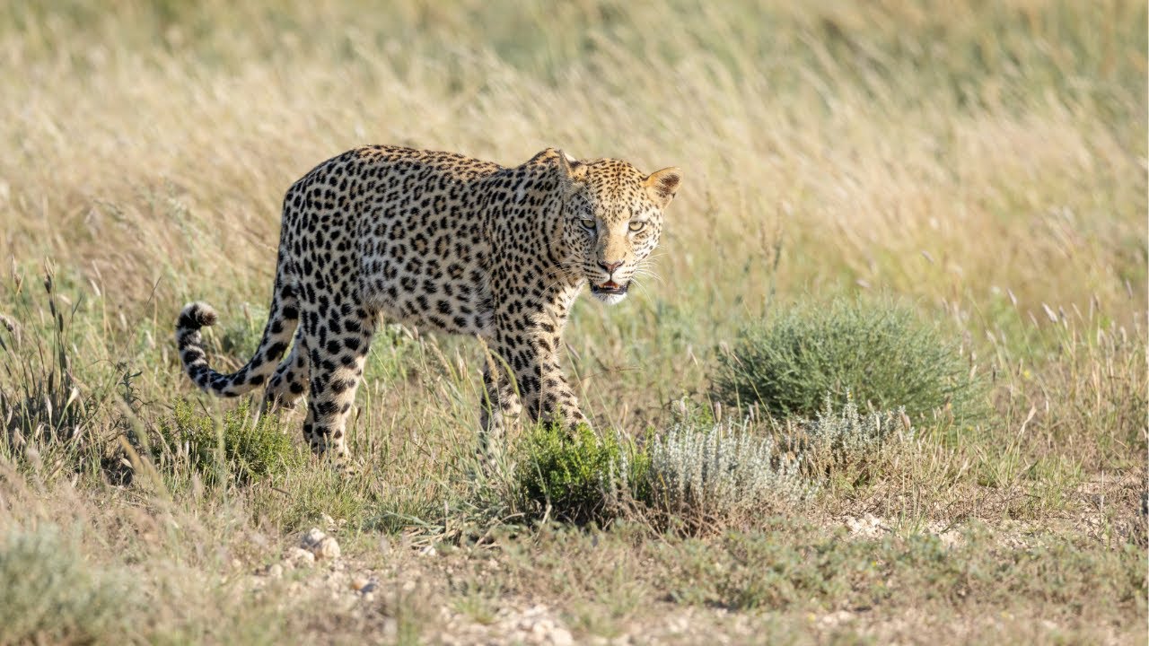 Green Kgalagadi April 2025