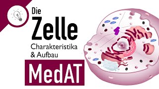 Die Zelle - Aufbau & Charakteristika | MedAT | Biologie