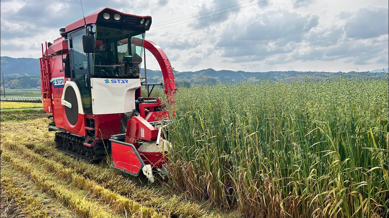 スター農機 MLS1860JCB1800 えん麦刈取り #jcb1800 #スター農機