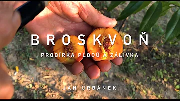 Jak použít barvu broskve v kuchyni?