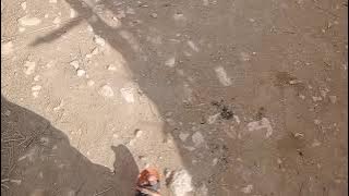 Sean bridon All Background musoc