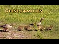Geese families
