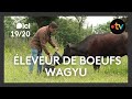 Gens de la terre  christophe leveur de boeufs wagyu