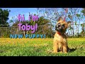 Bringing Our New Puppy Home | Toby the Cairn Terrier Puppy の動画、YouTube動画。