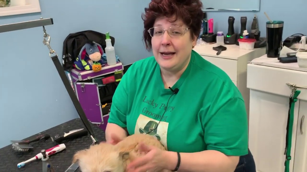 lucky puppy grooming