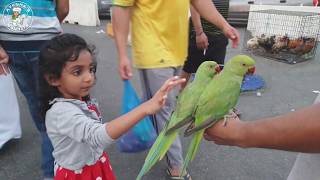 പുതിയ അഥിതികൾക് പുതിയ വീട് /Pet's World/ Birds and Animal Market, Sharjah / Ayesha's kitchen