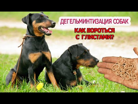 КАК ЗАЩИТИТЬ СОБАКУ ОТ ГЛИСТ | ДЕГЕЛЬМИНТИЗАЦИЯ