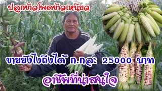 ข้าวโพดข้าวเหนียว!ขายยังไงถึงได้ซองละ25000 อีกหนึ่งอาชีพที่น่าสนใจ