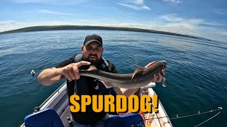 Wrecks, Spurdogs & Pollack — A Mixed Bag Day on Belfast Lough | Belfast Lough Man