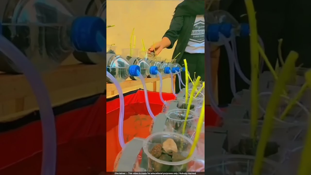 Zero Cost Veggie Fish Farm Farming Hydroponics