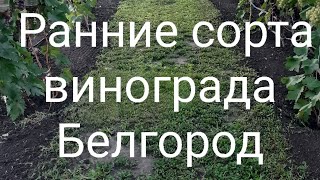 видео: Обзор ранних сортов и очень ранних сортов винограда.  картинка: Обзор ранних сортов и очень ранних сортов винограда.