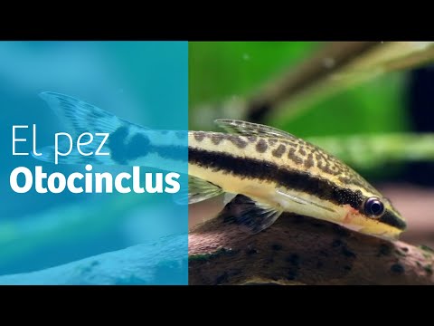 Video: Otocinclus чач балырларын жейби?