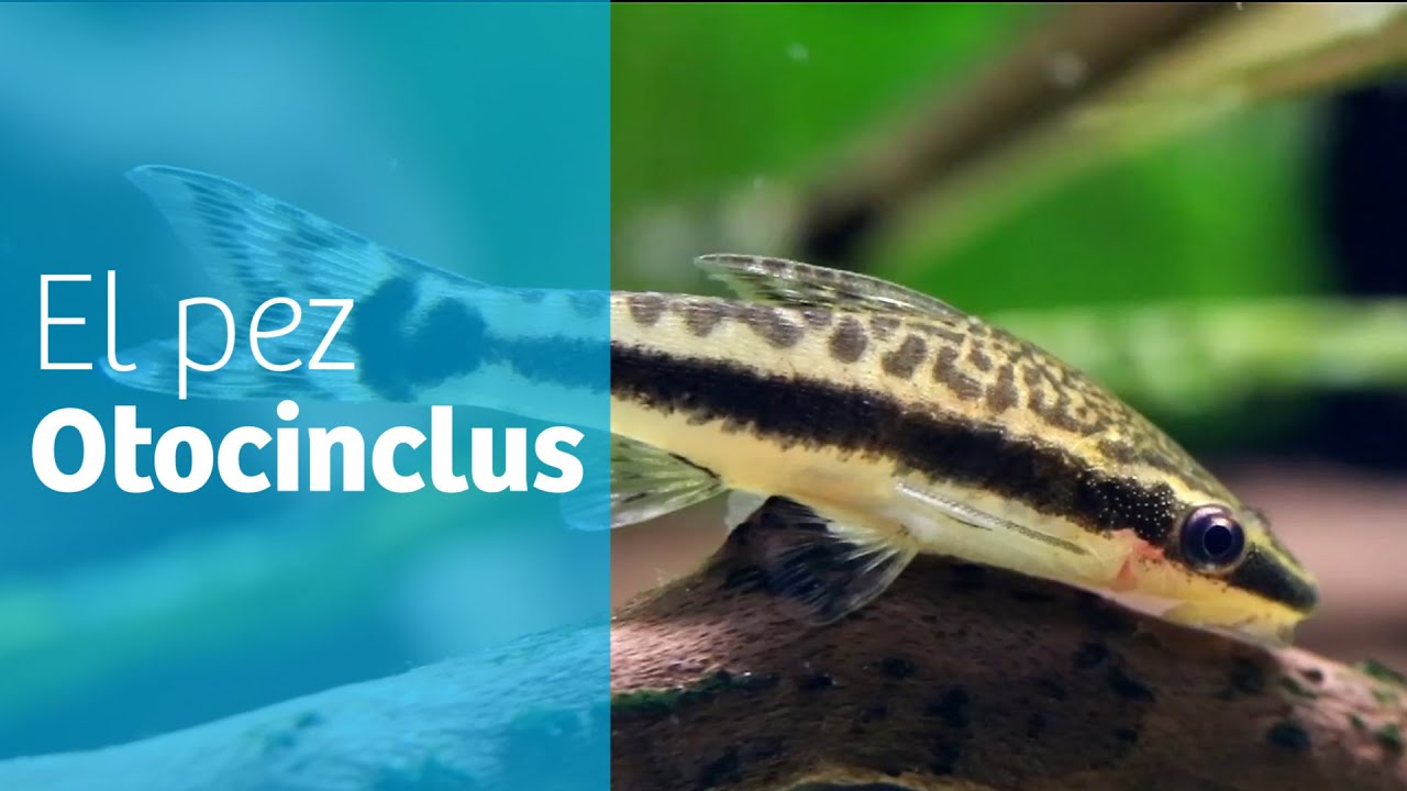 Peces contra algas · El otocinclus 🌿