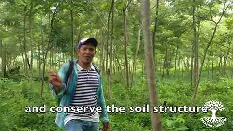 Trees Prevent Erosion