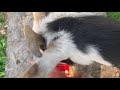 Fainting goats eating radish tops