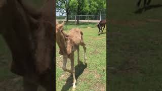 New foals at playtime