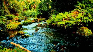 Serene River Habitat: Relaxing Sounds of Nature