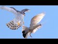 Ястриб Тетеревятник Атакует Голубей. Hawk Goshawk Attacks Doves
