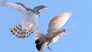 Ястриб Тетеревятник Атакует Голубей. Hawk Goshawk Attacks Doves