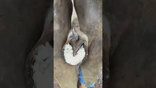 Taking Off The Horseshoe #Farrier #Shorts #Asmr #Satisfying #Horse #Oddlysatisfying