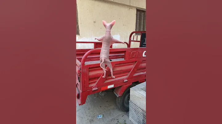 Video 5586941: sphynx cats catlovers, sphynx funny catlover, funnycatvideos sphynx, sphynx explore, dancing sphynx, red cat