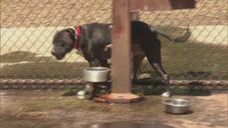 Dog left alone in hot car dies