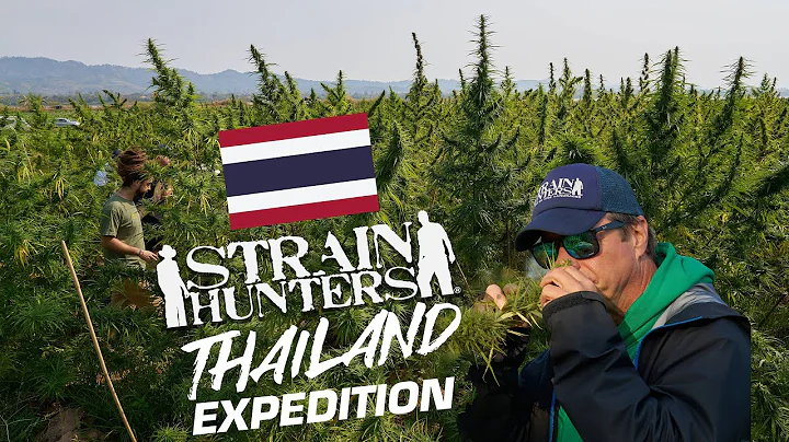 Strain Hunters: Thailand Expedition FULL DOCUMENTARY - DayDayNews
