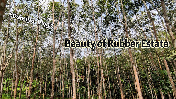 Beauty of a Rubber Estate in a Village රබර් වත්තක් මැද සුන්දර පරිසරයක අසිරිය#nature