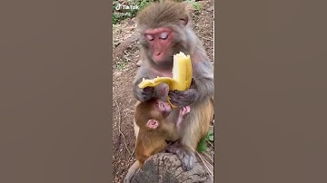 cute monkey peeling a banana