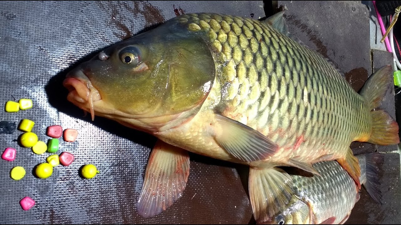 морской карась рыбалка