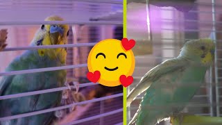 PEPITO el PERIQUITO una tarde soleada de Invierno - Sonido Ambiente Relajante #Periquito #ASMR #Bird