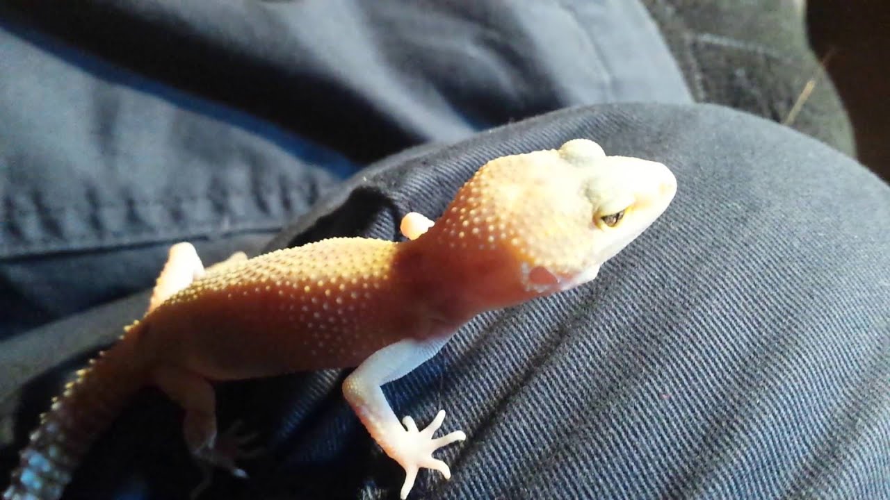 camera iphone 8 plus apk NEW REPTILE !!?!?