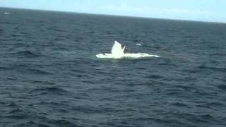 Whale Watching Aboard A Jet-Powered Catamaran