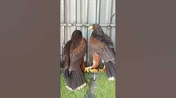 Harris hawk catch Harris hawk 🤣#shortvideo #harris #hawks #eagle