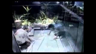 Fauziah Latiff - Ku Pohon Kemaafan