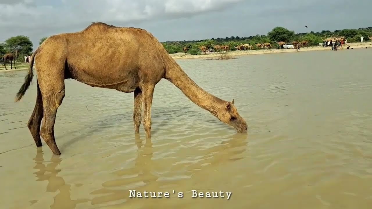 .Camel Quenches Thirst at Natural Water Pond الجمل يروي عطشه في بركة المياه الطبيعية