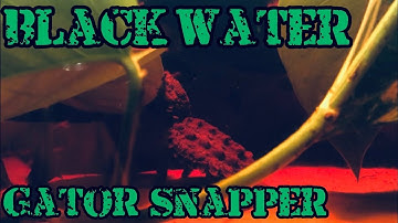 Setting up an ALLIGATOR Snapper TANK!