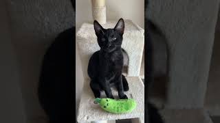 Adopt Pickles & Potato Chip by HappyPurrs 44 views 5 months ago 1 minute, 24 seconds