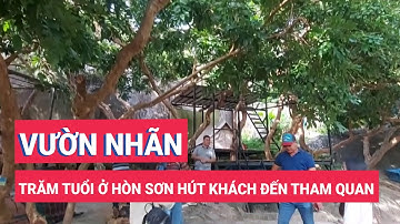 Vườn nhãn trăm tuổi ở Hòn Sơn hút khách đến tham quan