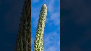 Towering beauty: Foxtail Agave bloom in all its glory