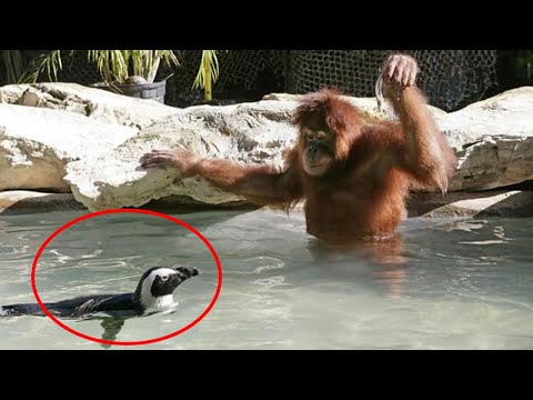 Animals Deserve An Oscar For Best Comedian Funniest ANIMAL Videos 