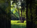 힐링 빗소리 뮤직 Healing rain sound, music 백색소음 ASMR | rain sounds