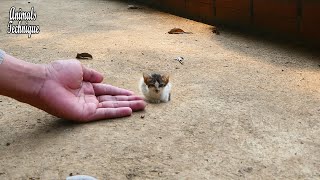 The smallest poor street kitten is crying for her mother by Animals Technique 8,521 views 3 years ago 5 minutes, 6 seconds